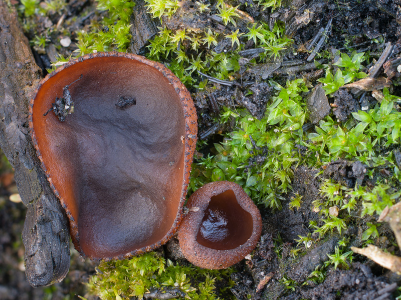 Plicaria endocarpoides